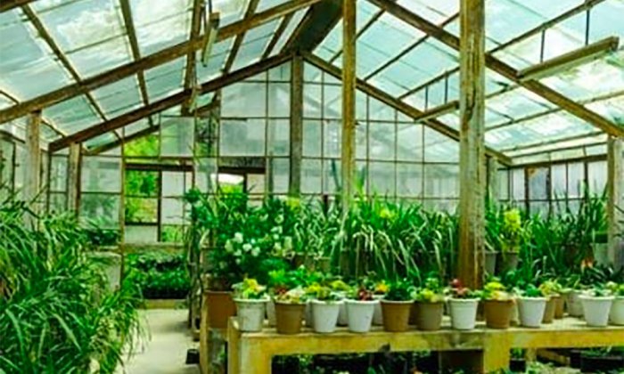 Greenhouse bambu green hidroponik kayu estufa ringan bibit hydroponic sendiri greenhouses aquaponics vegetables